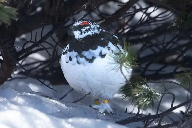 Rock Ptarmigan