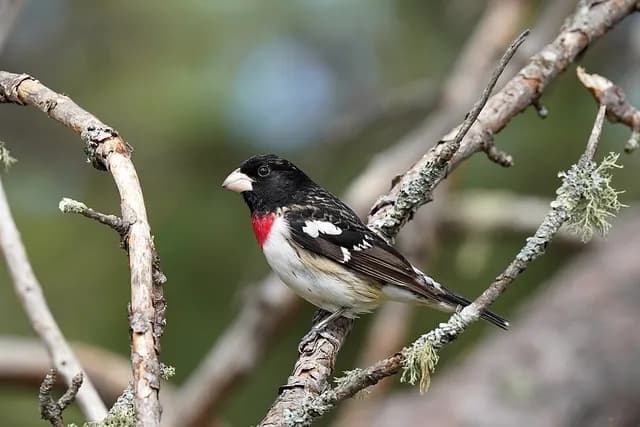 Rose-breasted Grosbeak
