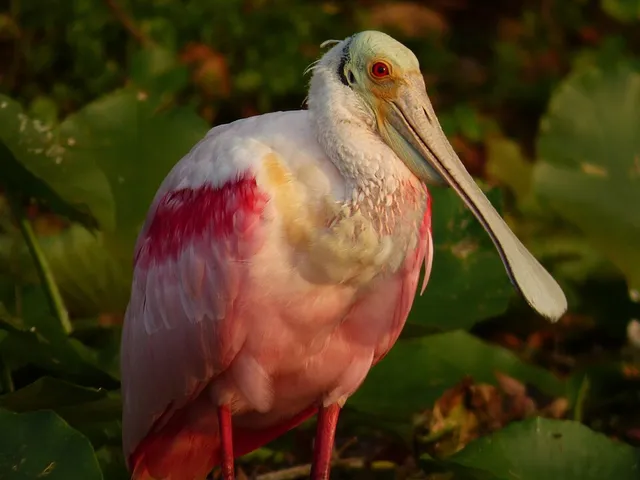 Roseate Spoonbill