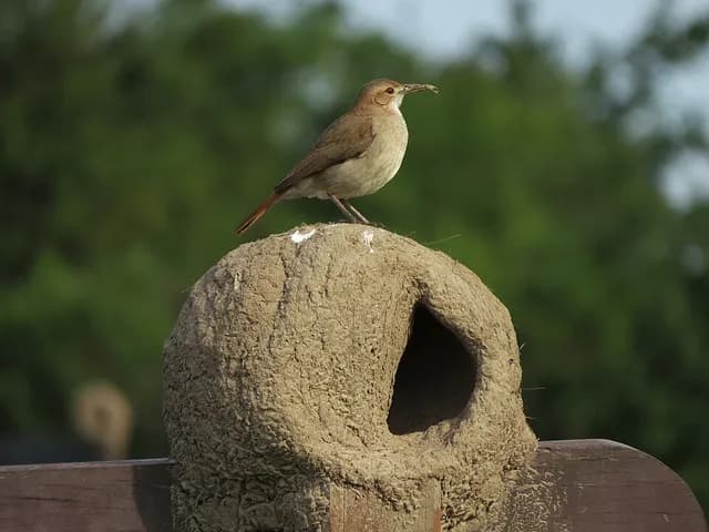 Rufous Hornero