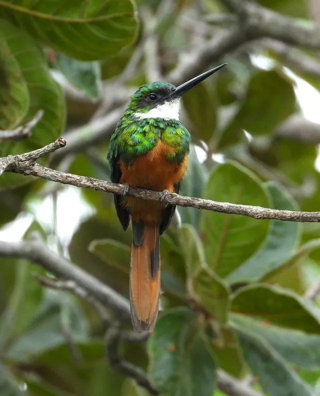 Rufous-tailed Jacamar