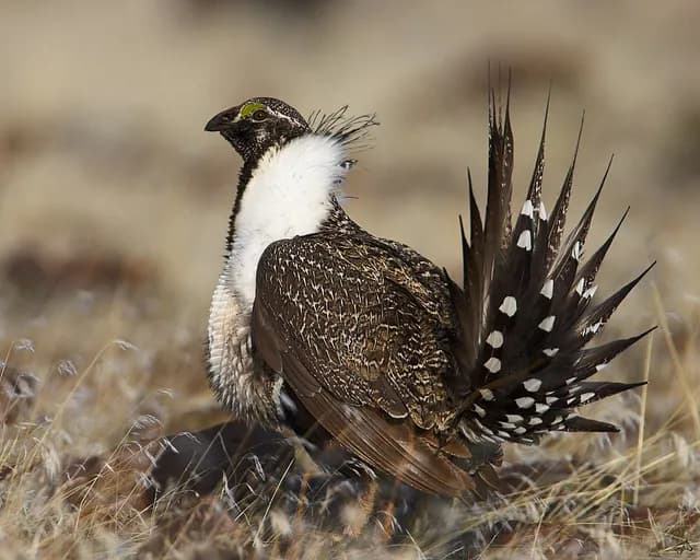 Greater Sage-Grouse
