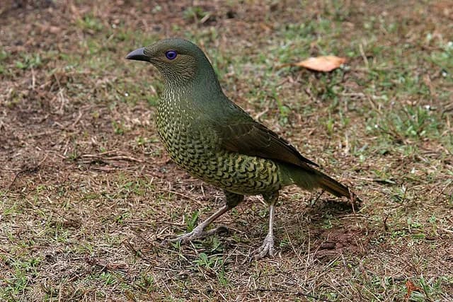 Satin Bowerbird