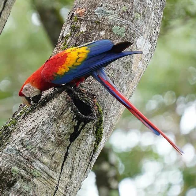 Scarlet Macaw