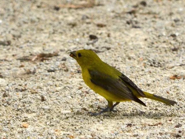 Scarlet Tanager