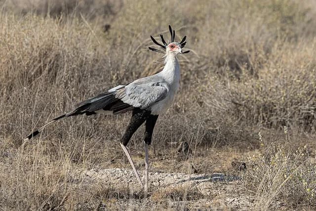 Secretary Bird