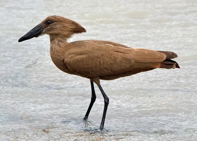Hamerkop