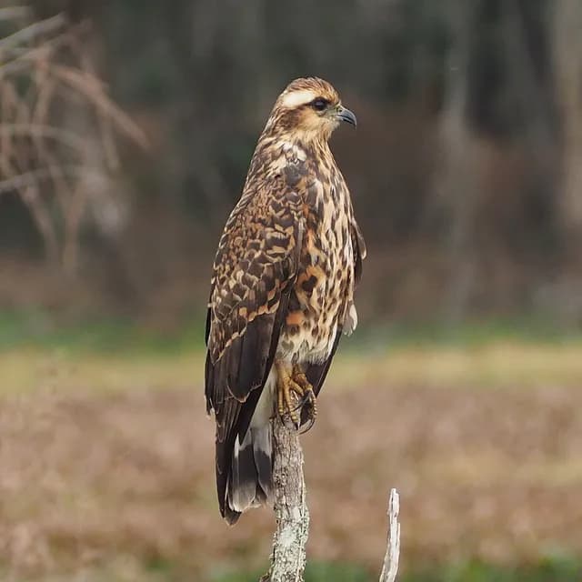 Snail Kite