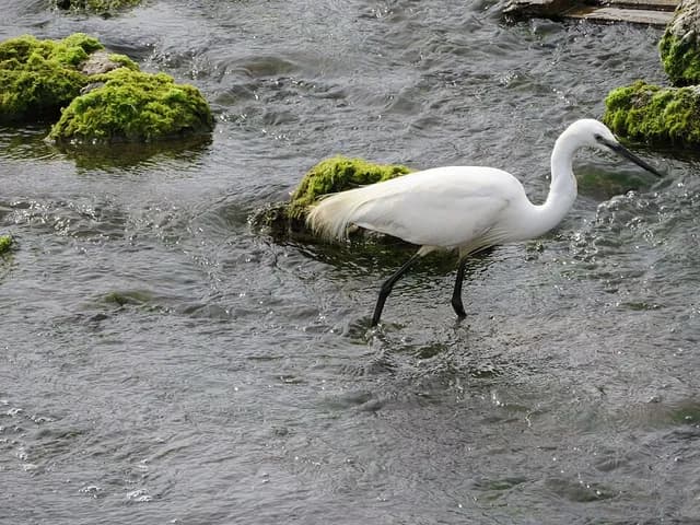 Snowy Egret