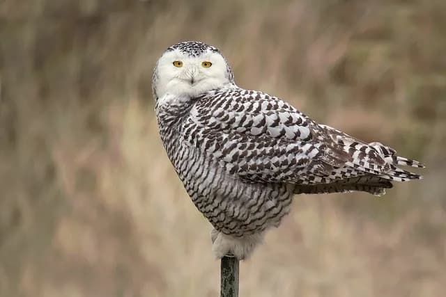 Snowy Owl