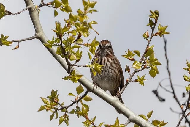 Song Sparrow