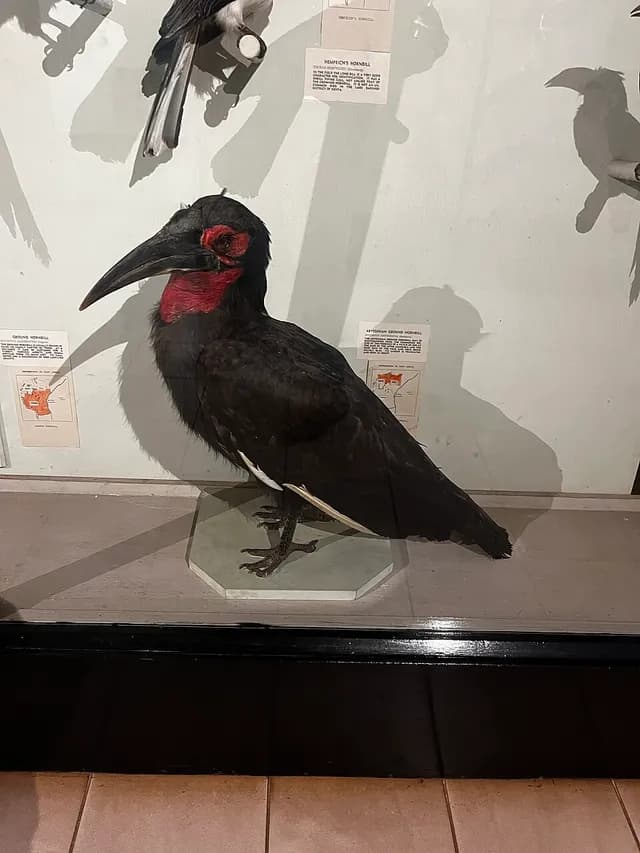 Southern Ground Hornbill