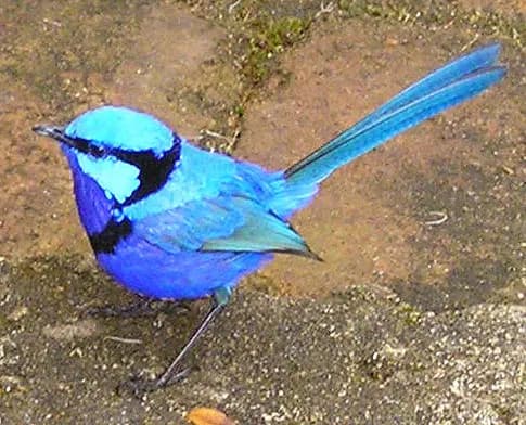 Splendid Fairywren