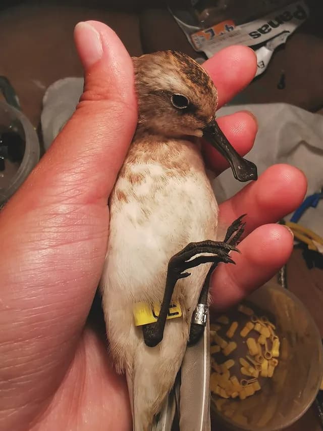 Spoon-billed Sandpiper
