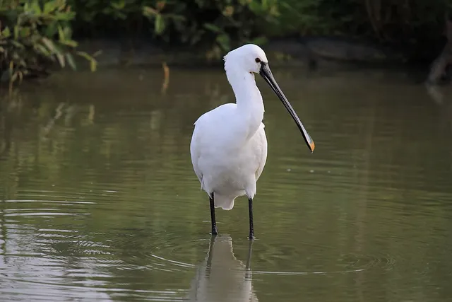Eurasian Spoonbill