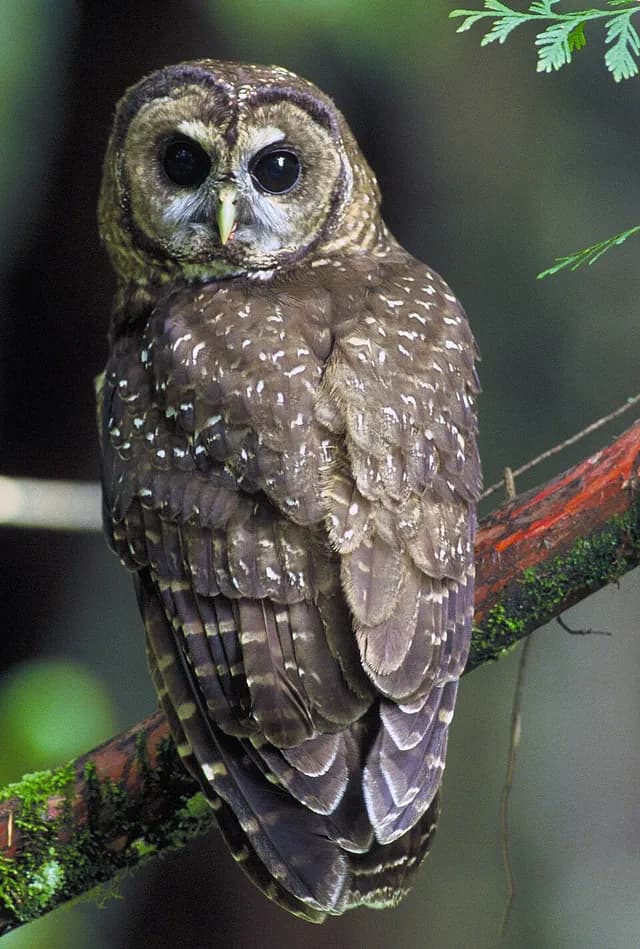 Spotted Owl