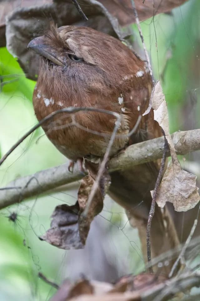 Sri Lanka Frogmouth