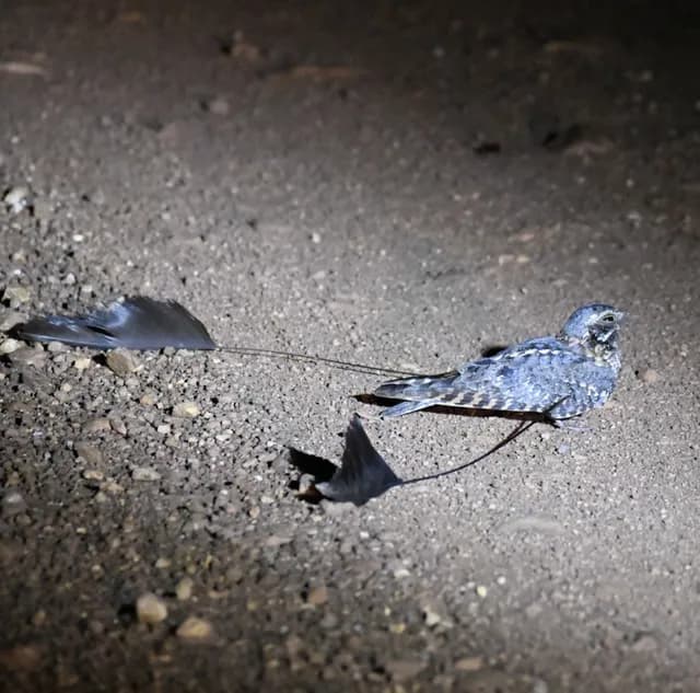 Standard-winged Nightjar