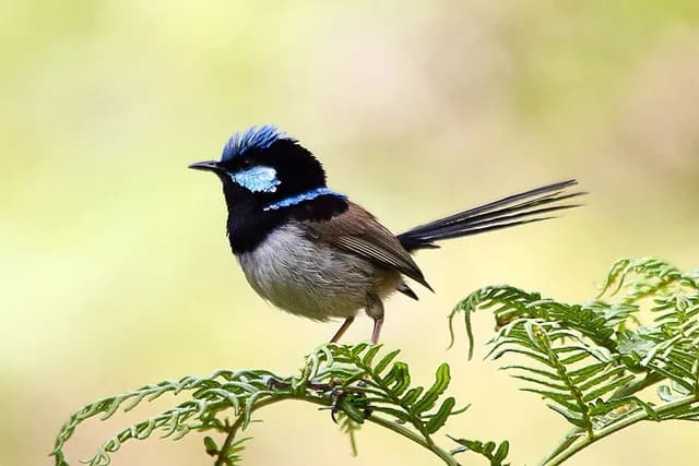 Superb Fairywren