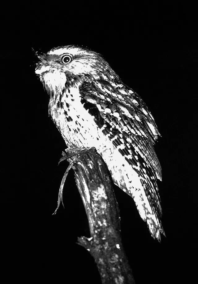 Tawny Frogmouth