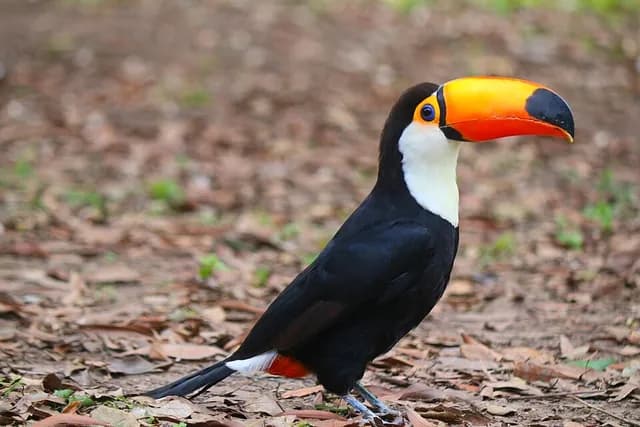 Toco Toucan