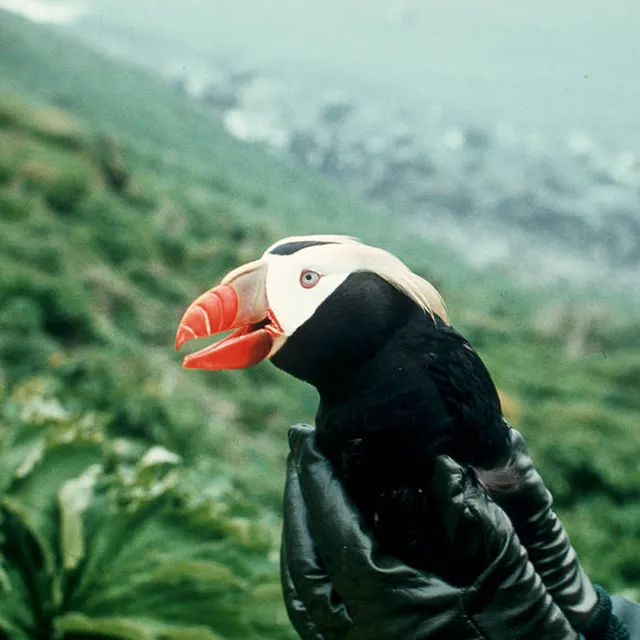 Tufted Puffin