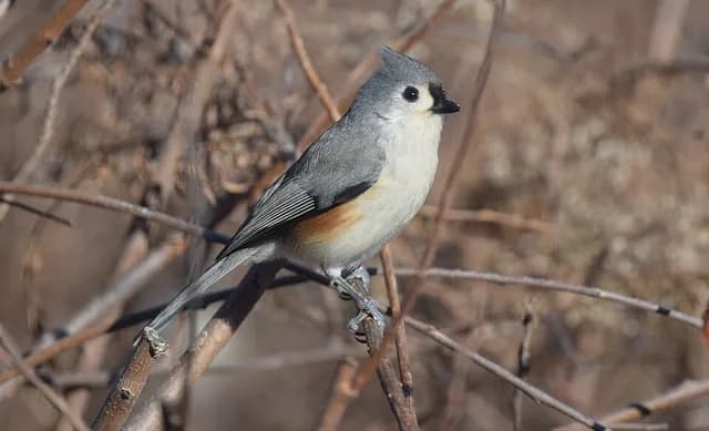 Tufted Titmouse