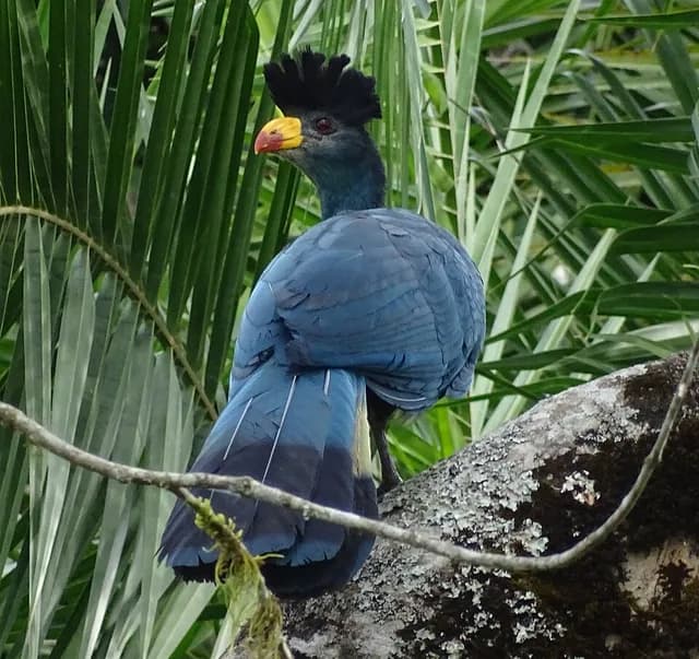 Great Blue Turaco