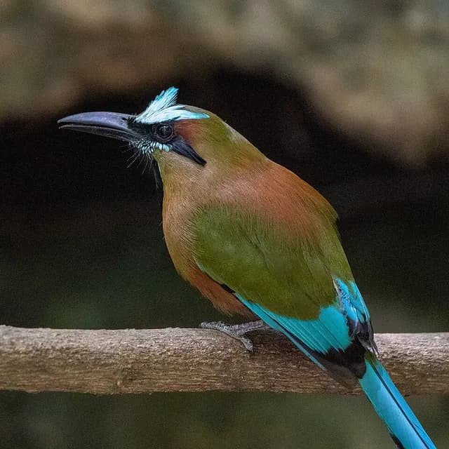 Turquoise-browed Motmot
