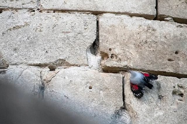 Wallcreeper
