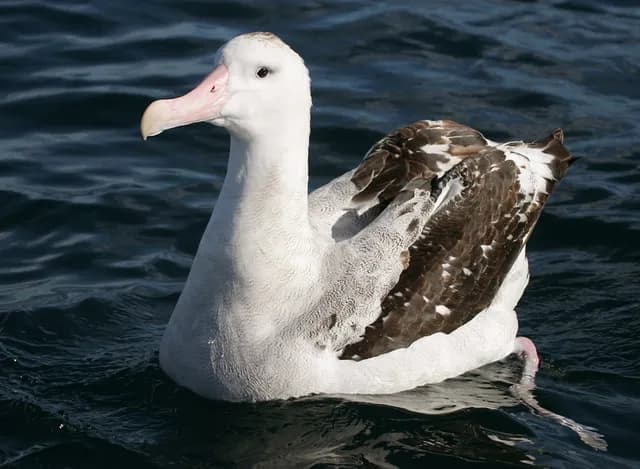 Wandering Albatross
