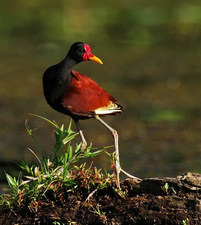 Wattled Jacana
