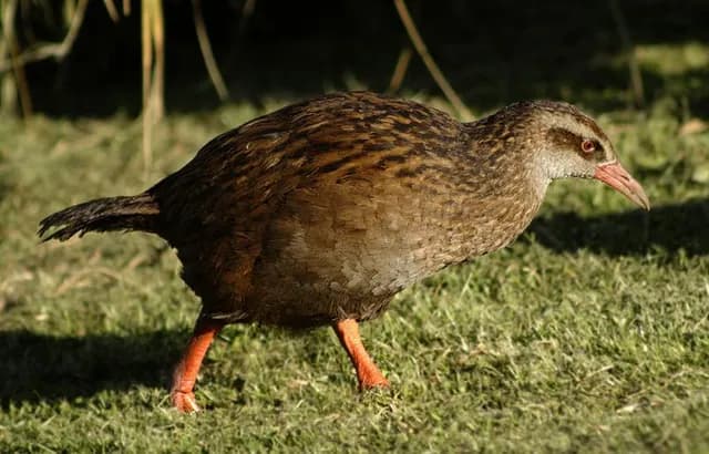 Weka