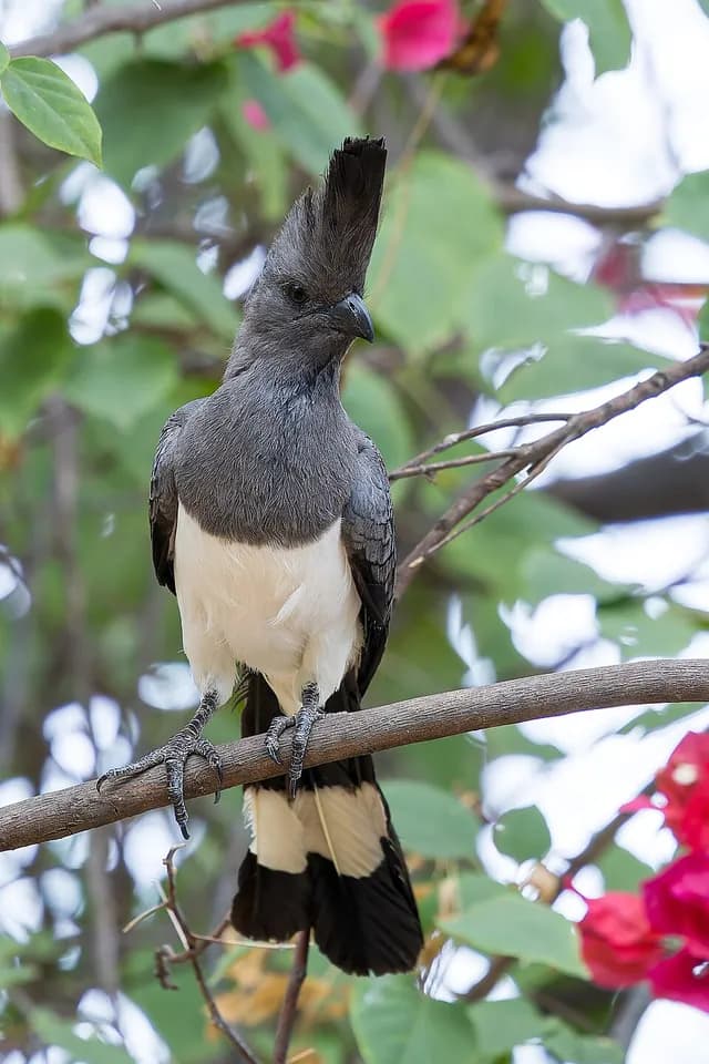 White-bellied Go-away-bird