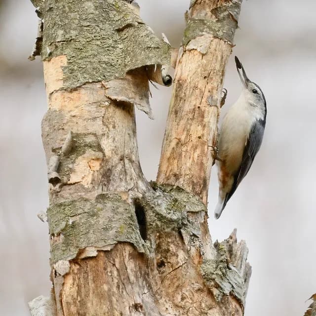White-breasted Nuthatch