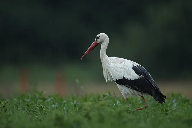White Stork