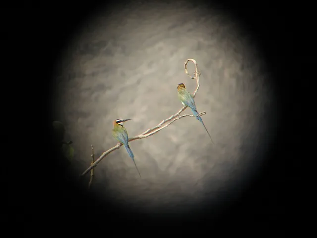 White-throated Bee-eater