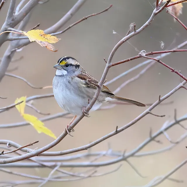 White-throated Sparrow