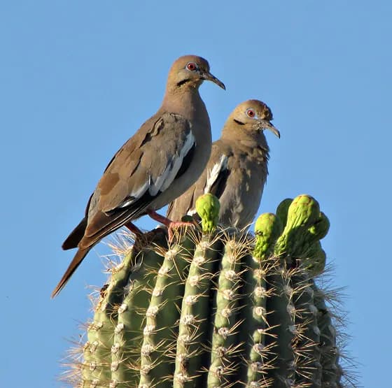 White-winged Dove