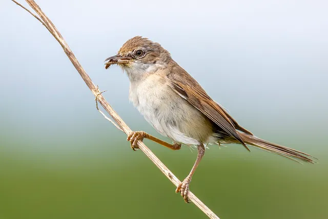 Common Whitethroat