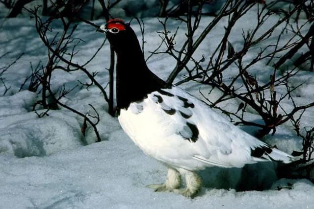 Willow Ptarmigan
