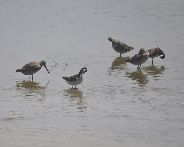 Wilson's Phalarope