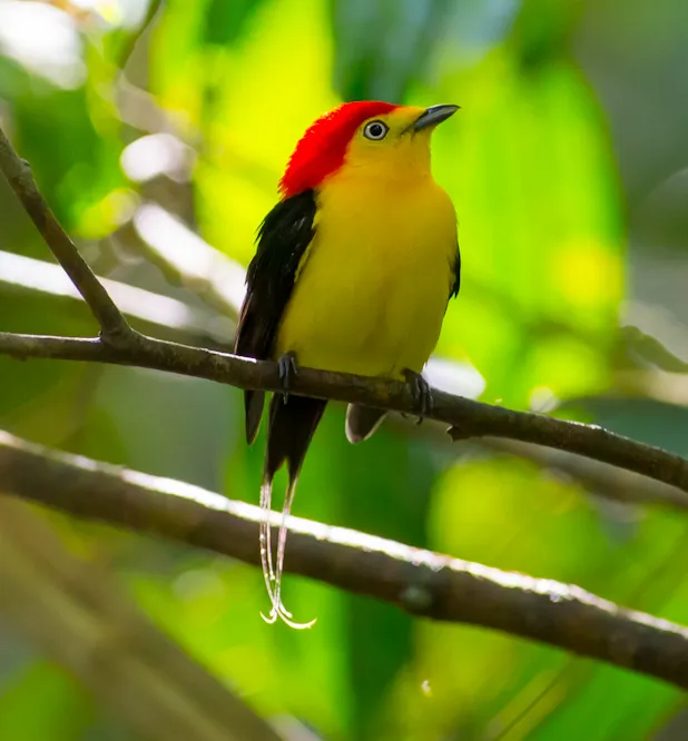 Wire-tailed Manakin