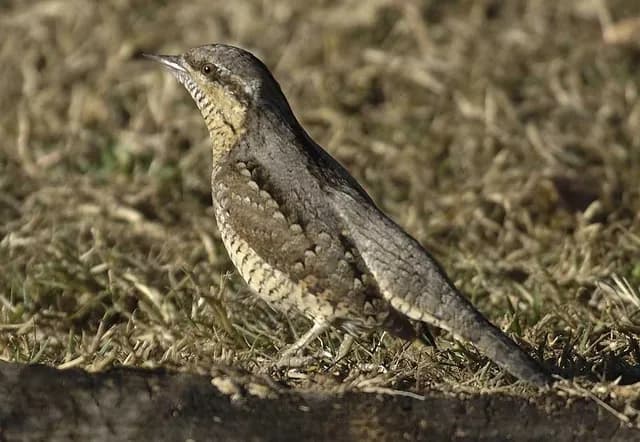 Eurasian Wryneck
