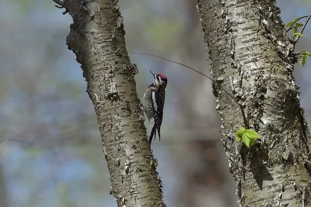 Yellow-bellied Sapsucker