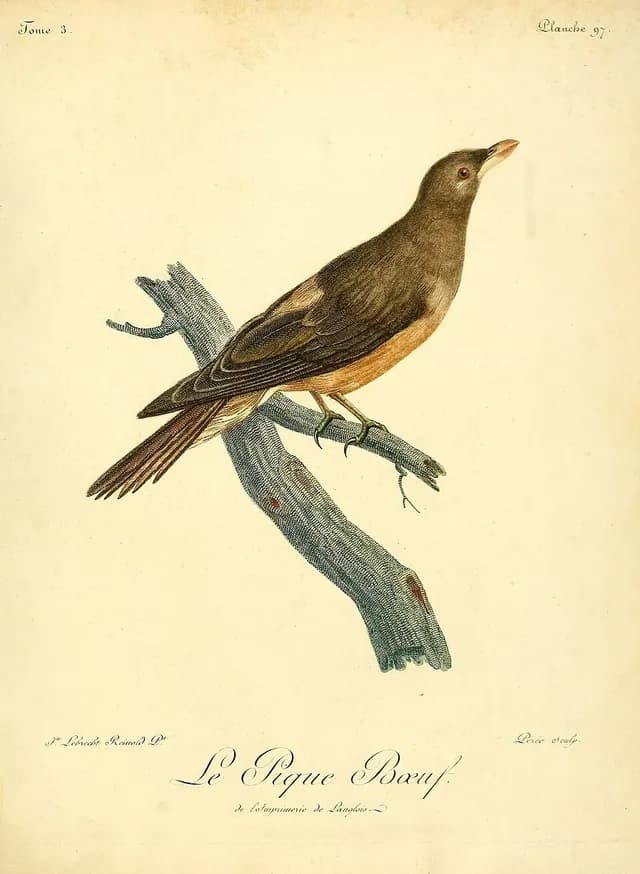 Yellow-billed Oxpecker