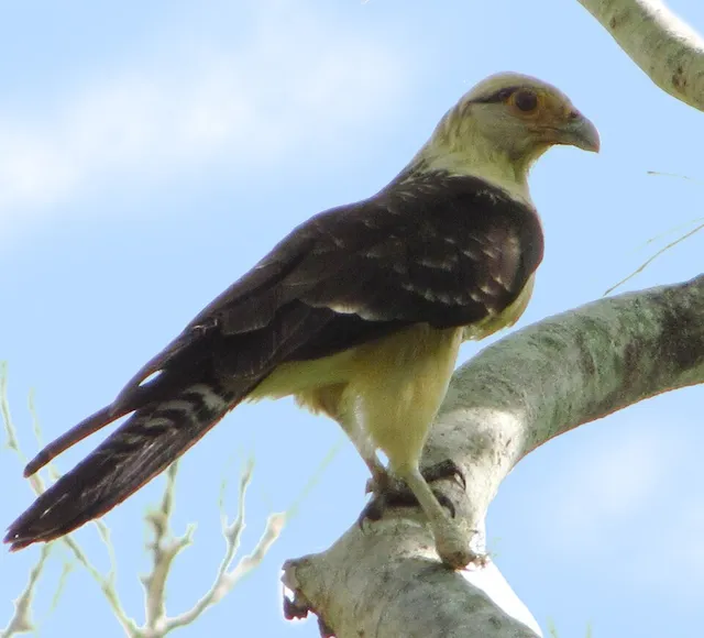 Yellow-headed Caracara