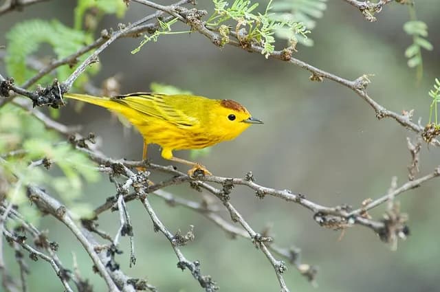 Yellow Warbler